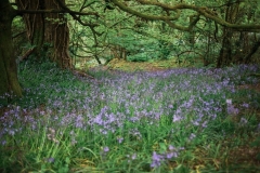 Festival Fun Wedding - 1