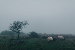 Winter wonderland wedding - 1